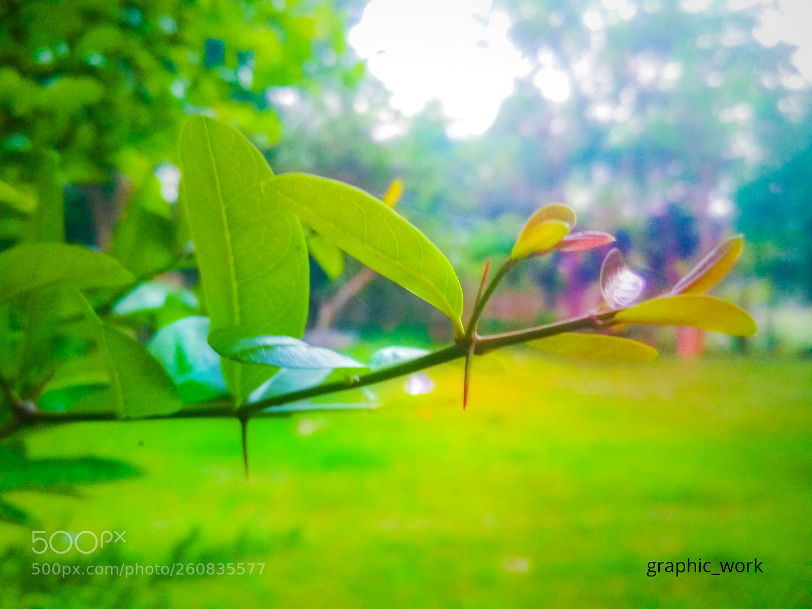 Xiaomi Redmi 4X sample photo. Leaf nature photography