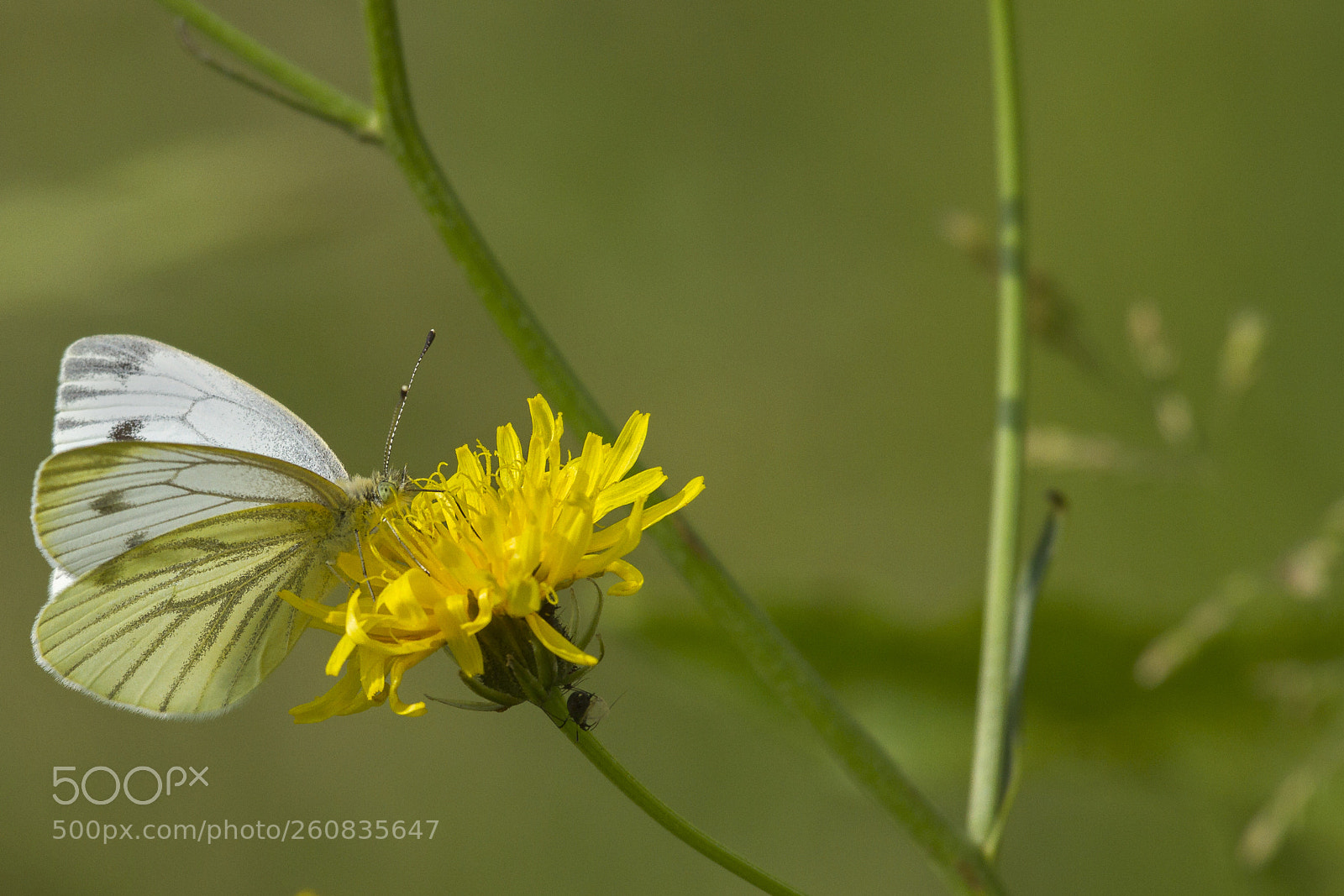 Canon EOS 7D sample photo. Green-veined white (pieris napi) photography