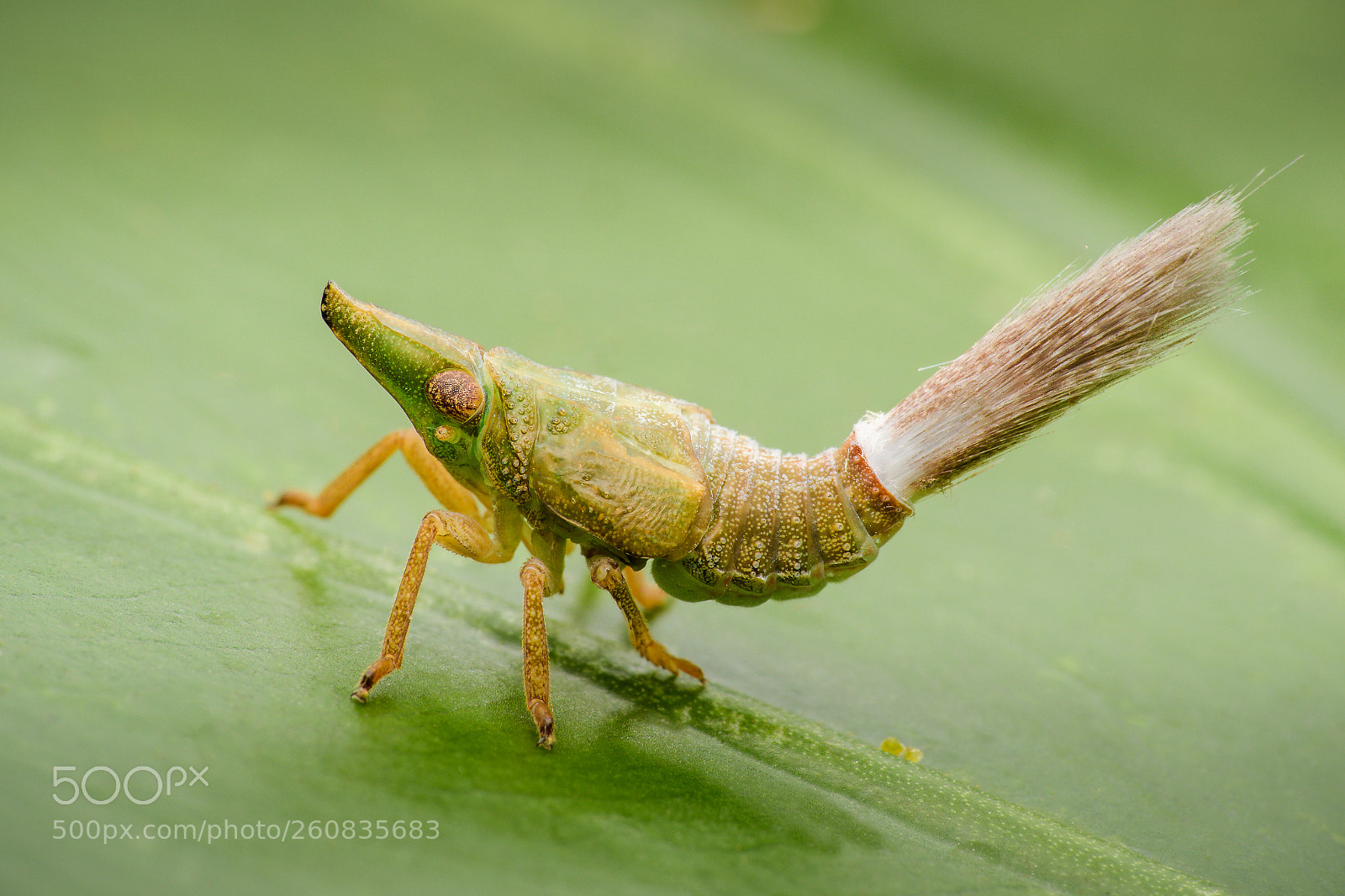 Nikon D500 sample photo. Macro photography