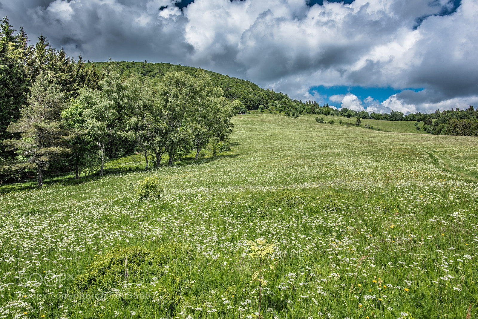Nikon D810 sample photo. Chaume du haut bers photography
