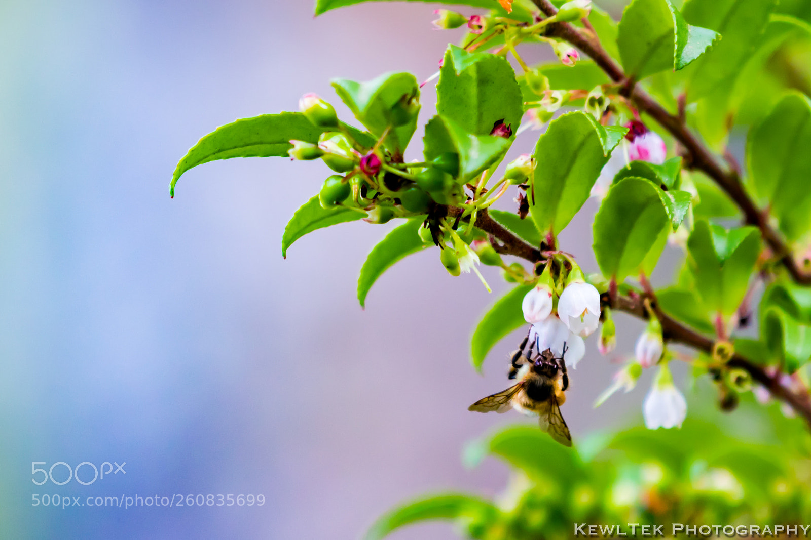 Canon EOS 80D sample photo. Bumblebee photography