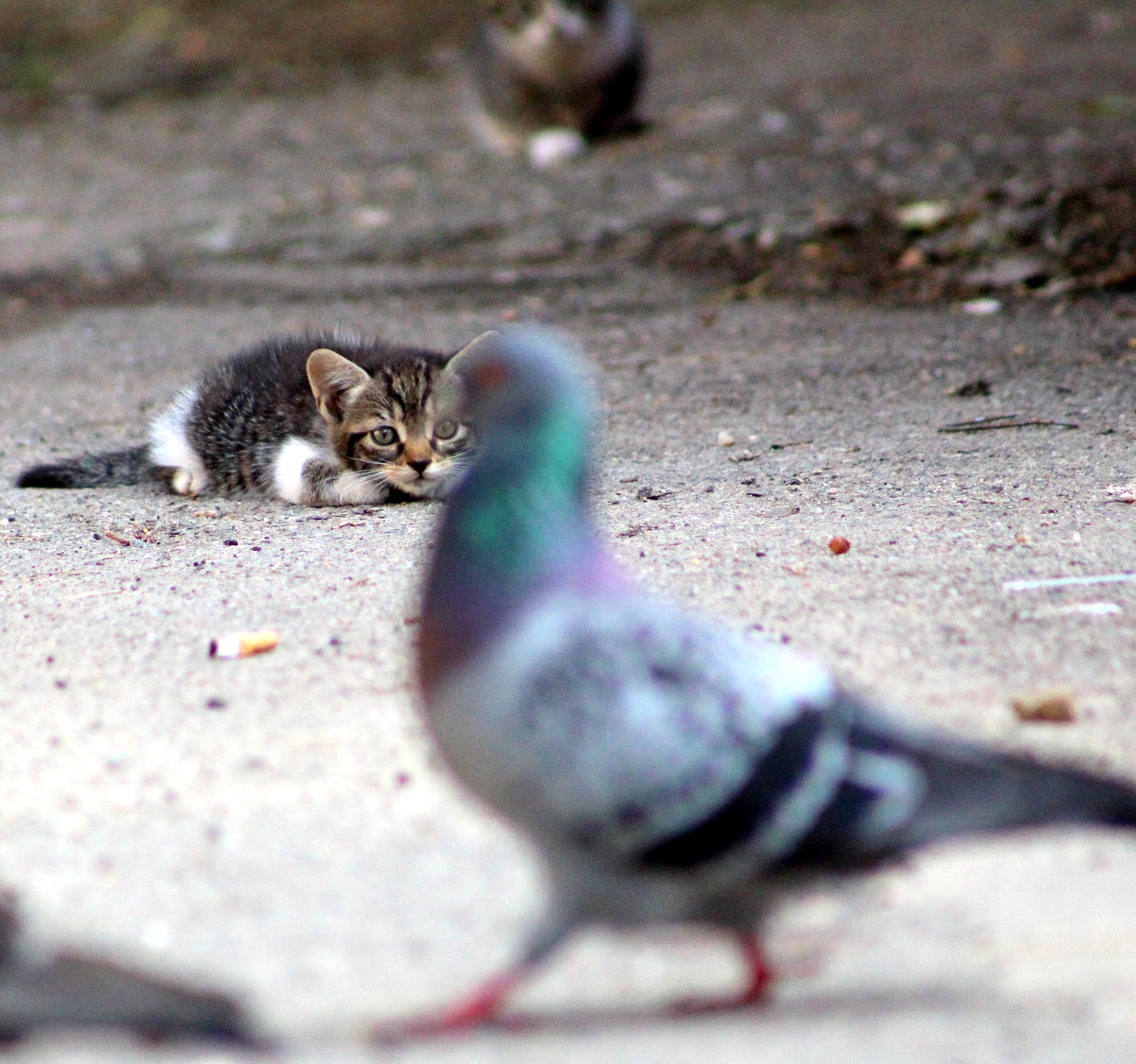 Canon EF 75-300mm f/4-5.6 sample photo. The little hunter photography