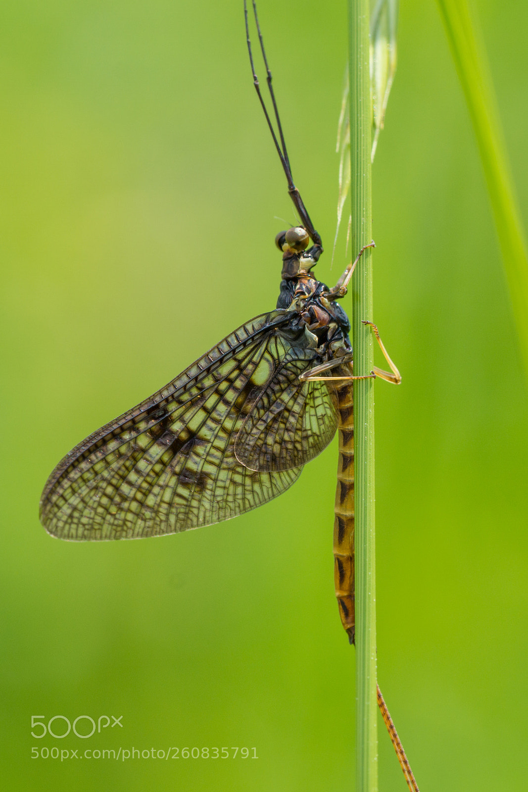 Sony a6000 sample photo. Mayfly photography