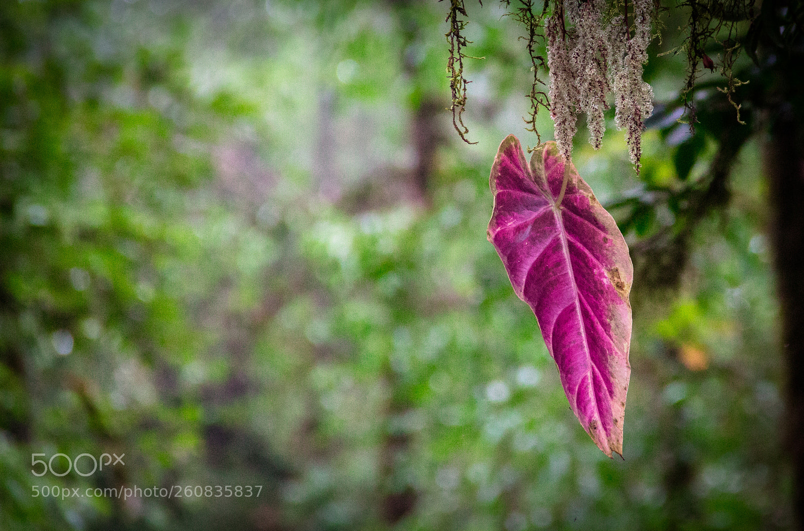Canon EOS 70D sample photo. Pink leaf photography