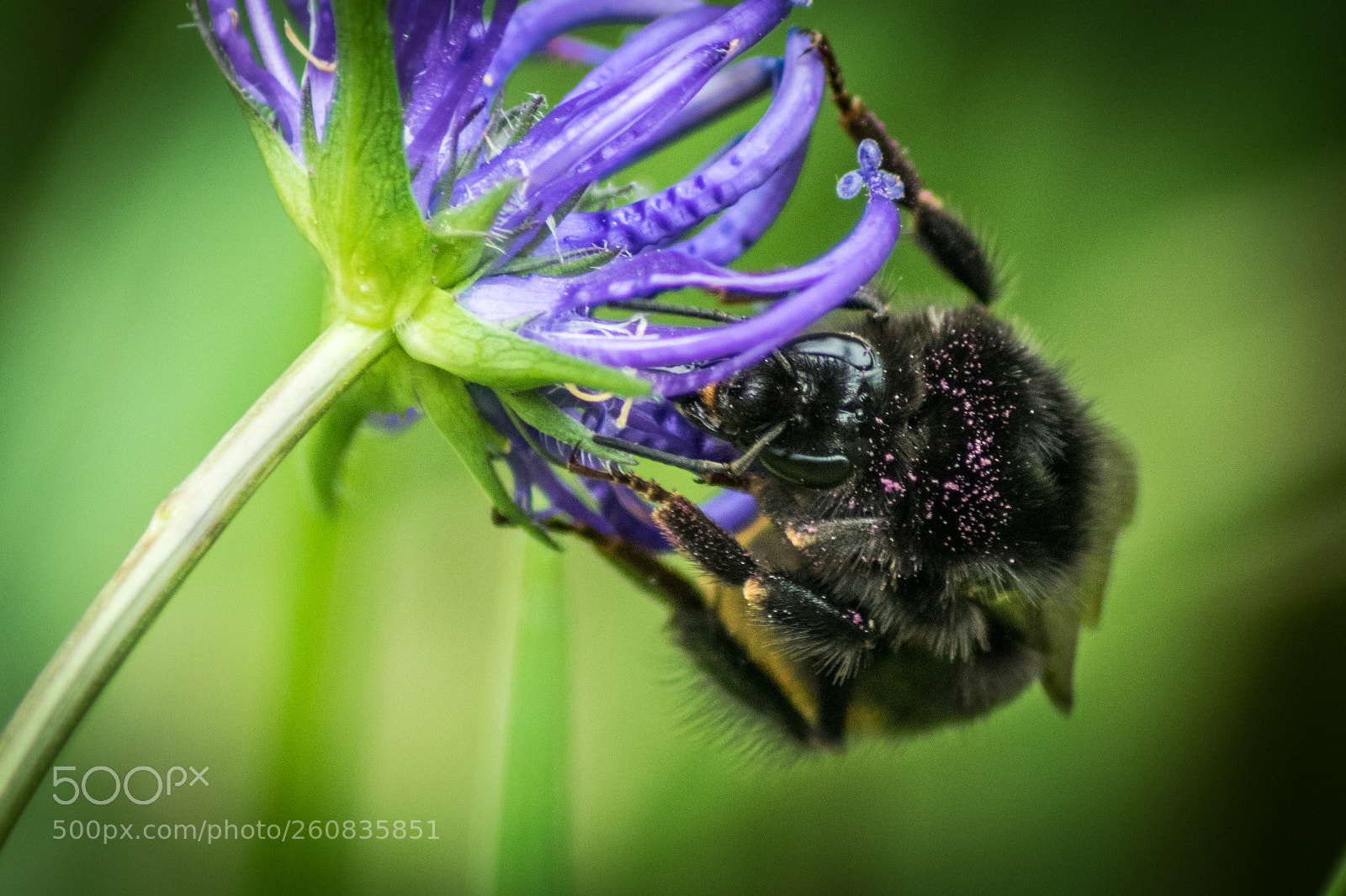 Nikon D5300 sample photo. Bumblebee photography