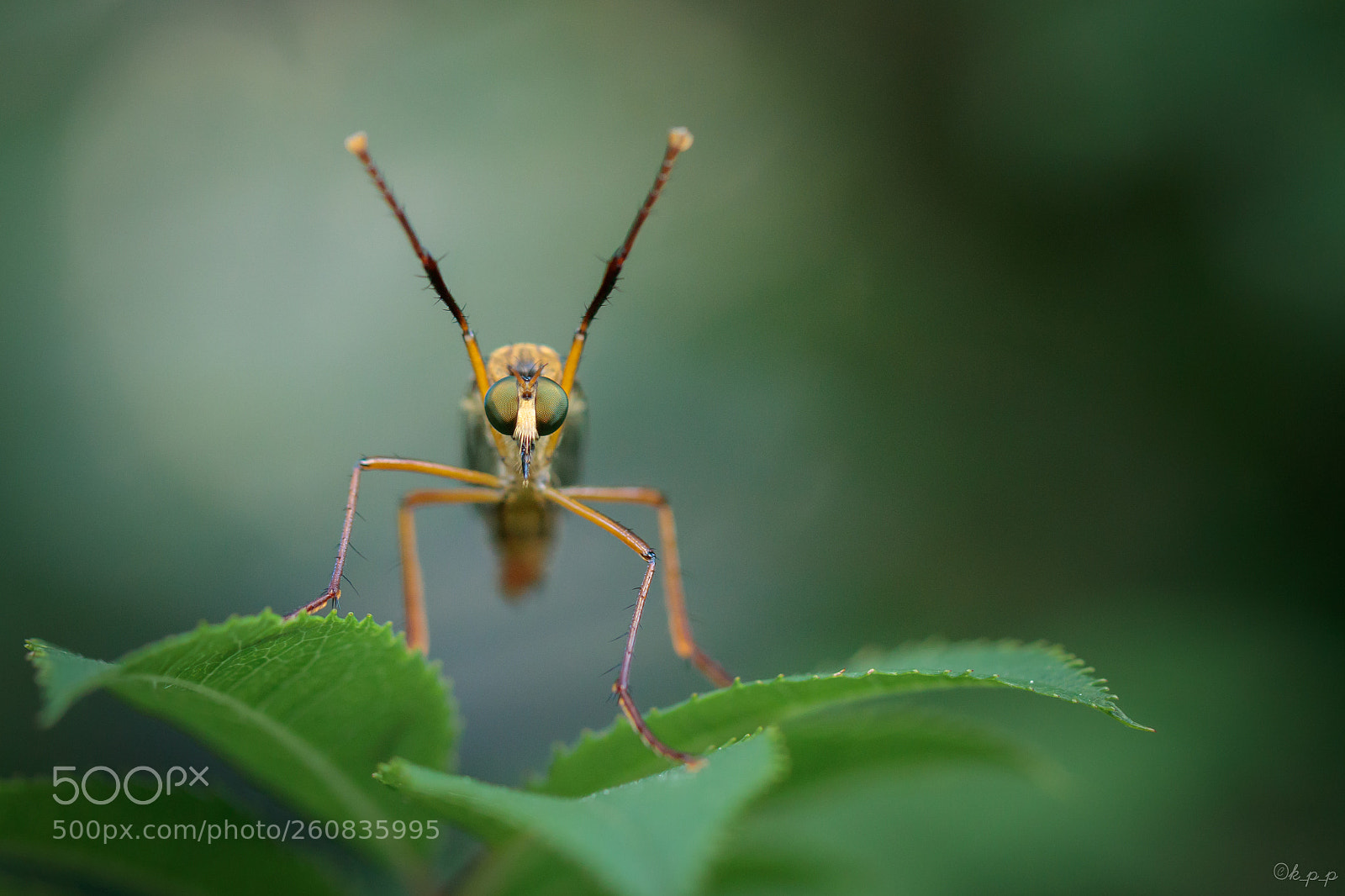 Canon EOS 80D sample photo. Robber fly photography