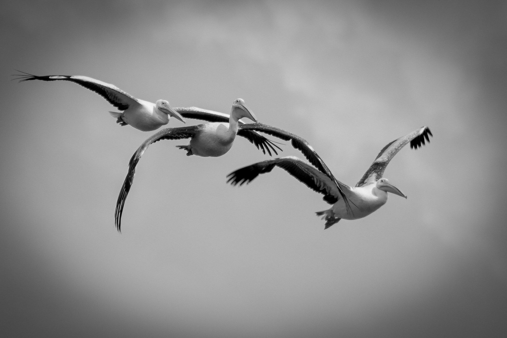Sony a99 II sample photo. Three pelican in close flight  photography