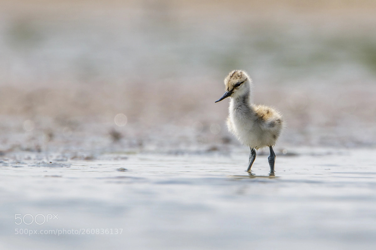 Canon EOS 7D Mark II sample photo. Pied avocet photography