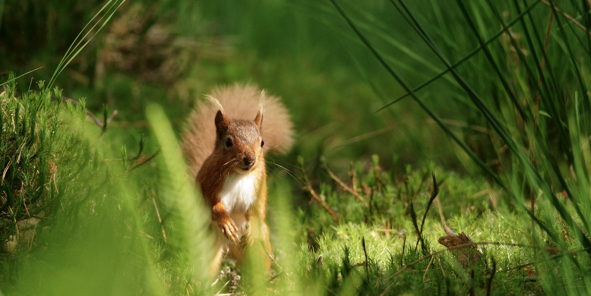 Sony 300mm F2.8 G SSM II sample photo. 'ernie' photography