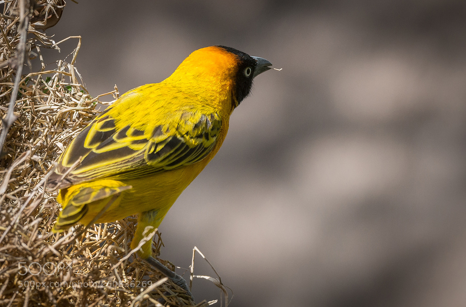 Nikon D800 sample photo. Weaver bird photography