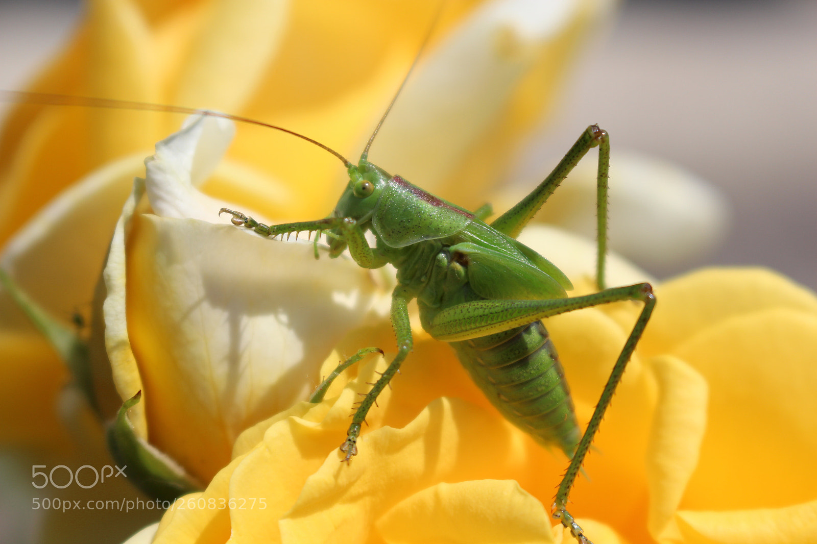 Canon EOS 700D (EOS Rebel T5i / EOS Kiss X7i) sample photo. Grash pfer auf rosenbl photography