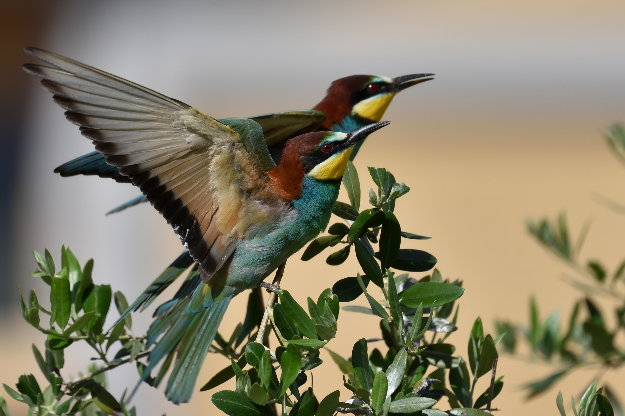 Nikon AF-S Nikkor 200-500mm F5.6E ED VR sample photo. Gruccione #4@2018 photography