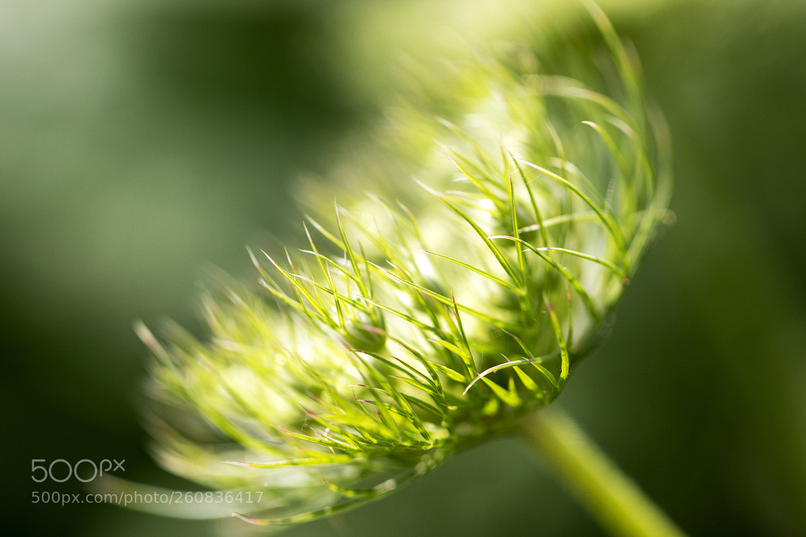 Canon EOS 600D (Rebel EOS T3i / EOS Kiss X5) sample photo. Green & cream photography