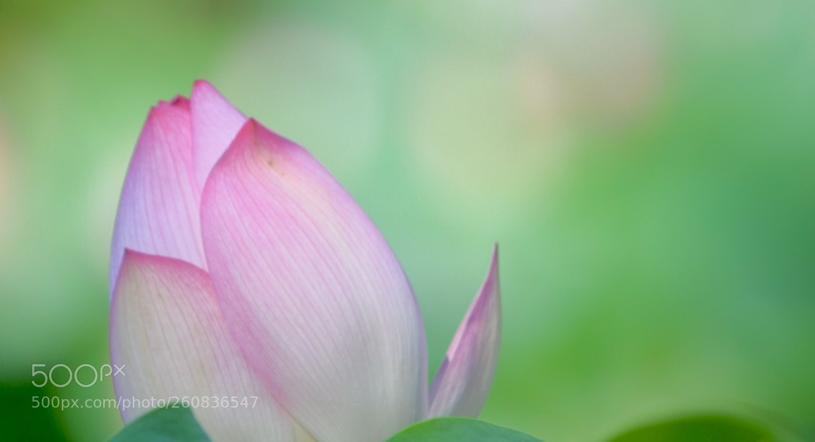 Nikon D5300 sample photo. Summer photography