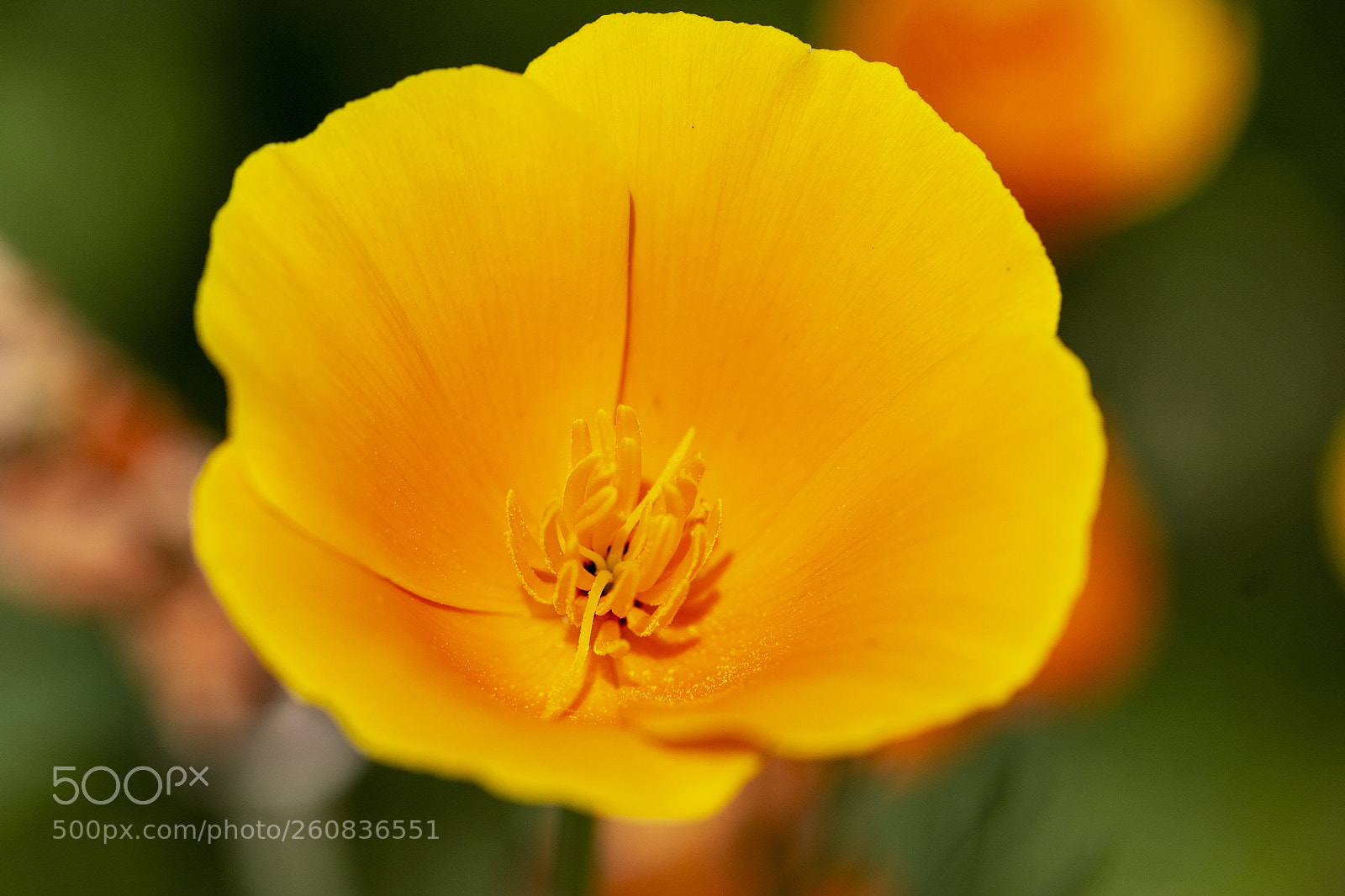 Canon EOS 600D (Rebel EOS T3i / EOS Kiss X5) sample photo. Orange tango photography