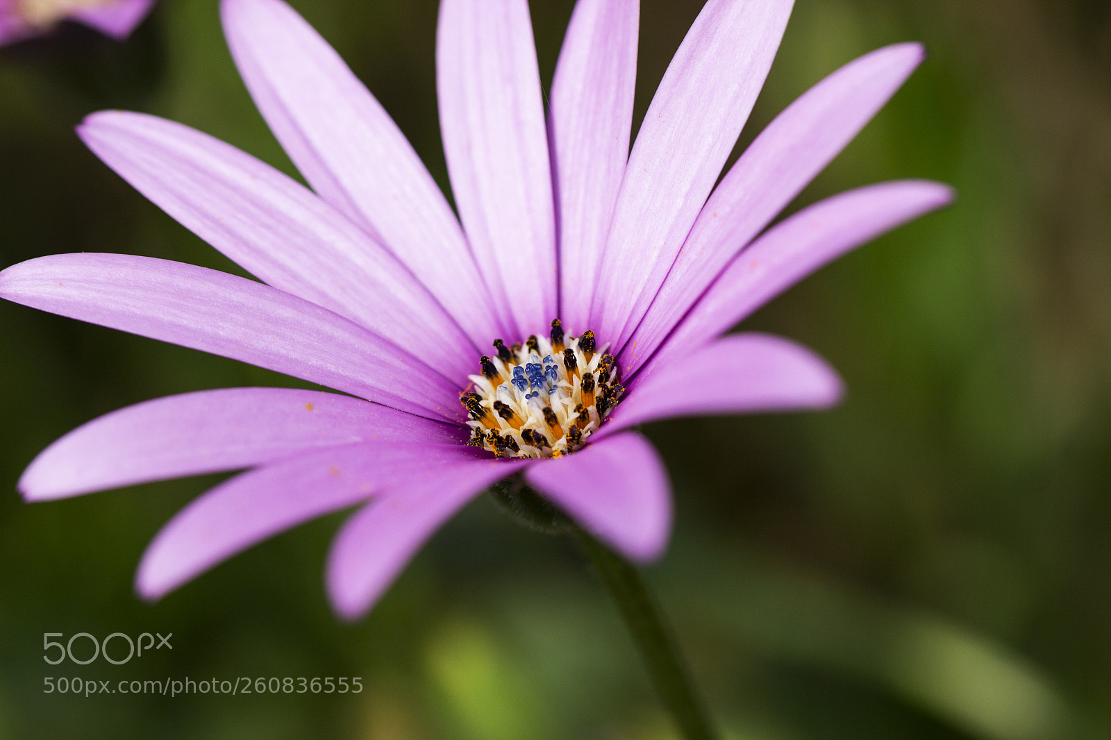 Canon EOS 600D (Rebel EOS T3i / EOS Kiss X5) sample photo. Purple rush photography