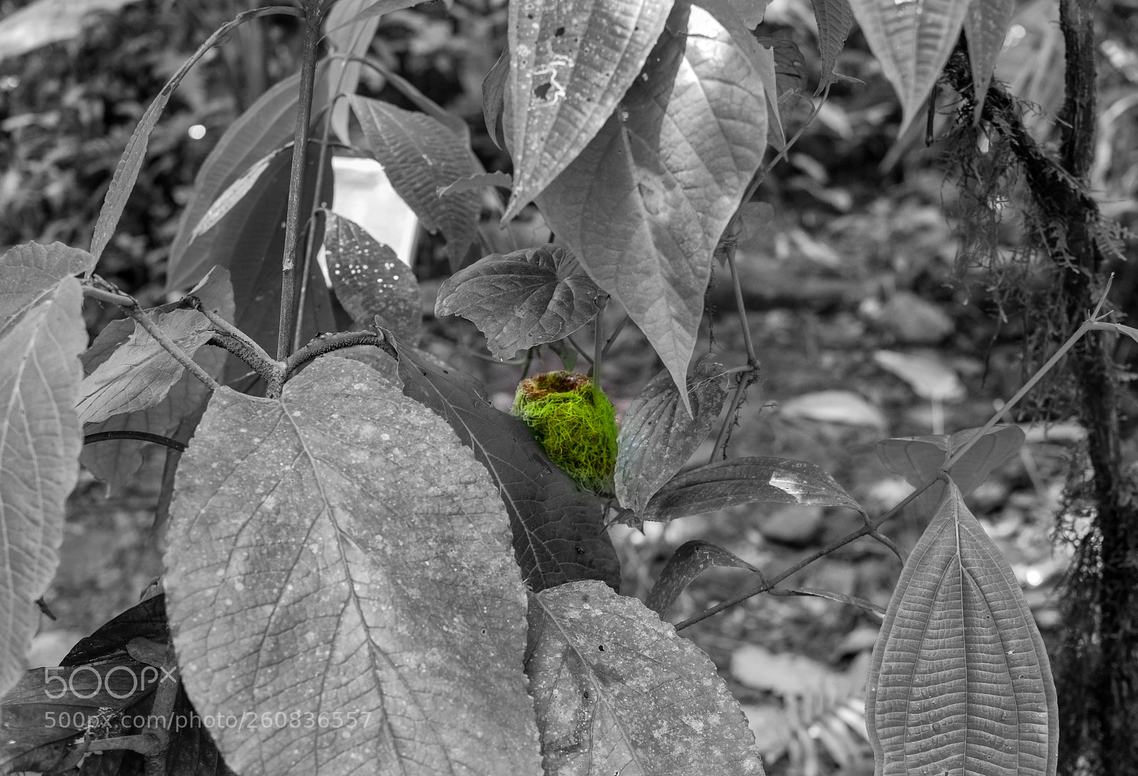 Nikon D5300 sample photo. Eye spy bird's nest photography