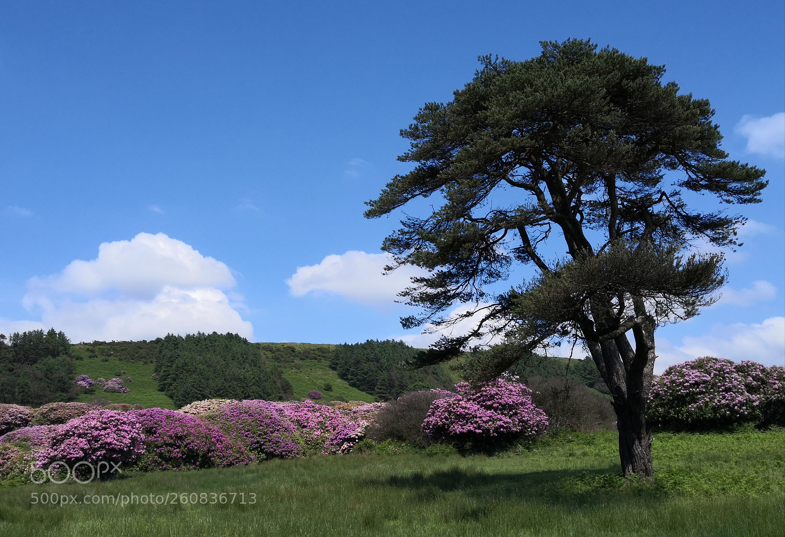 HUAWEI Mate 10 Pro sample photo. Sunny landscape photography