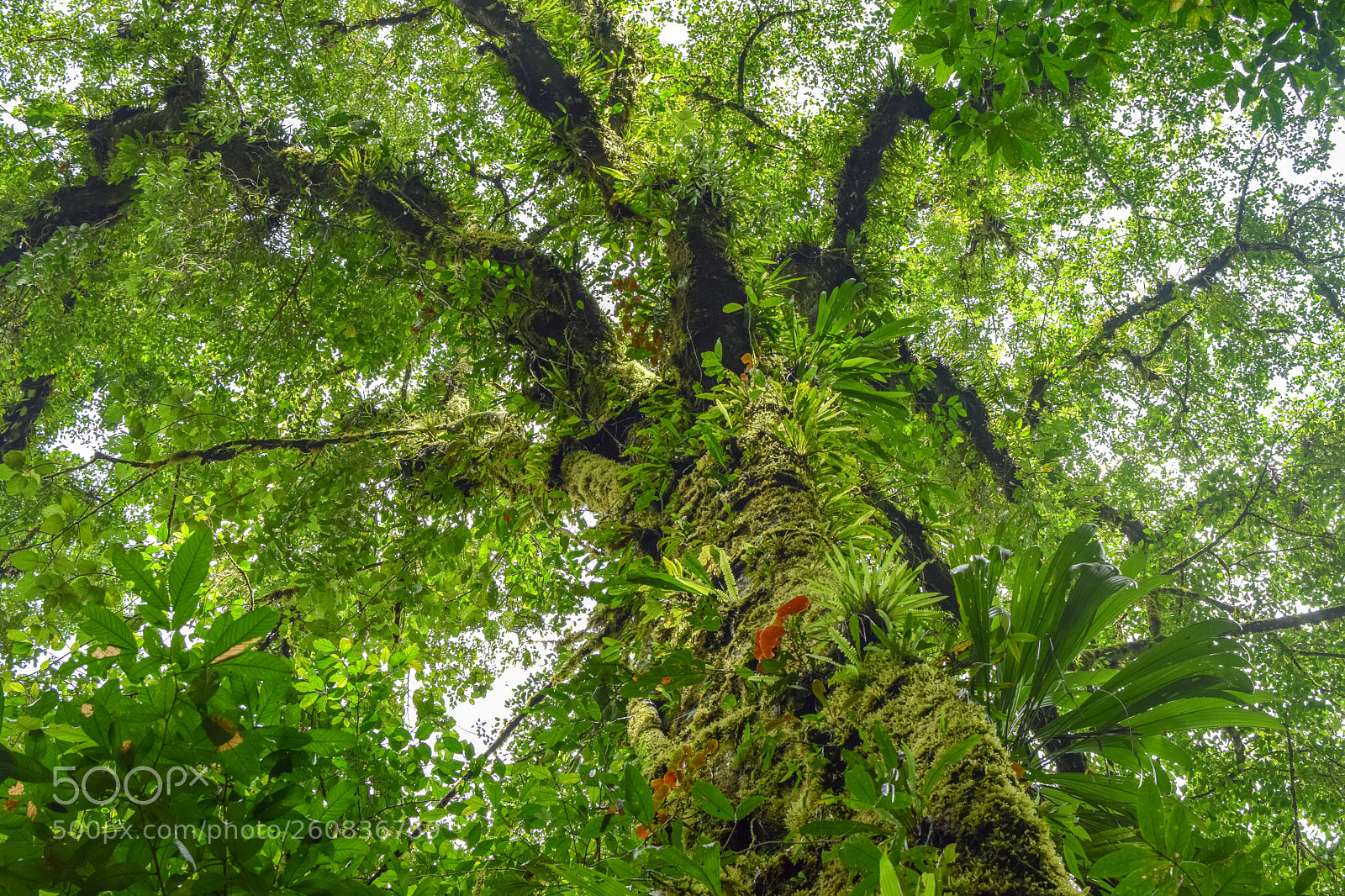 Nikon D5300 sample photo. Tree of life near photography