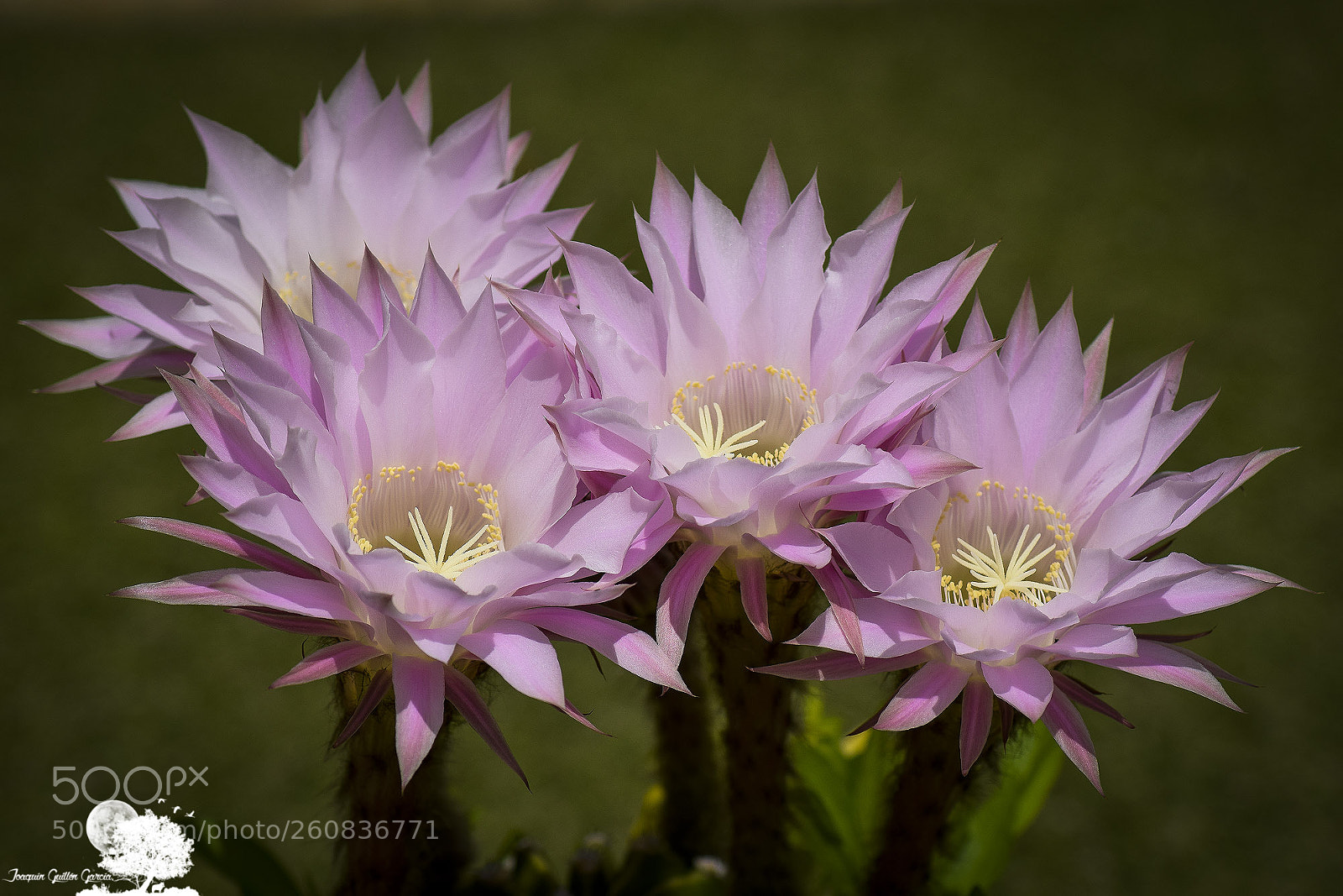 Nikon D3300 sample photo. . photography