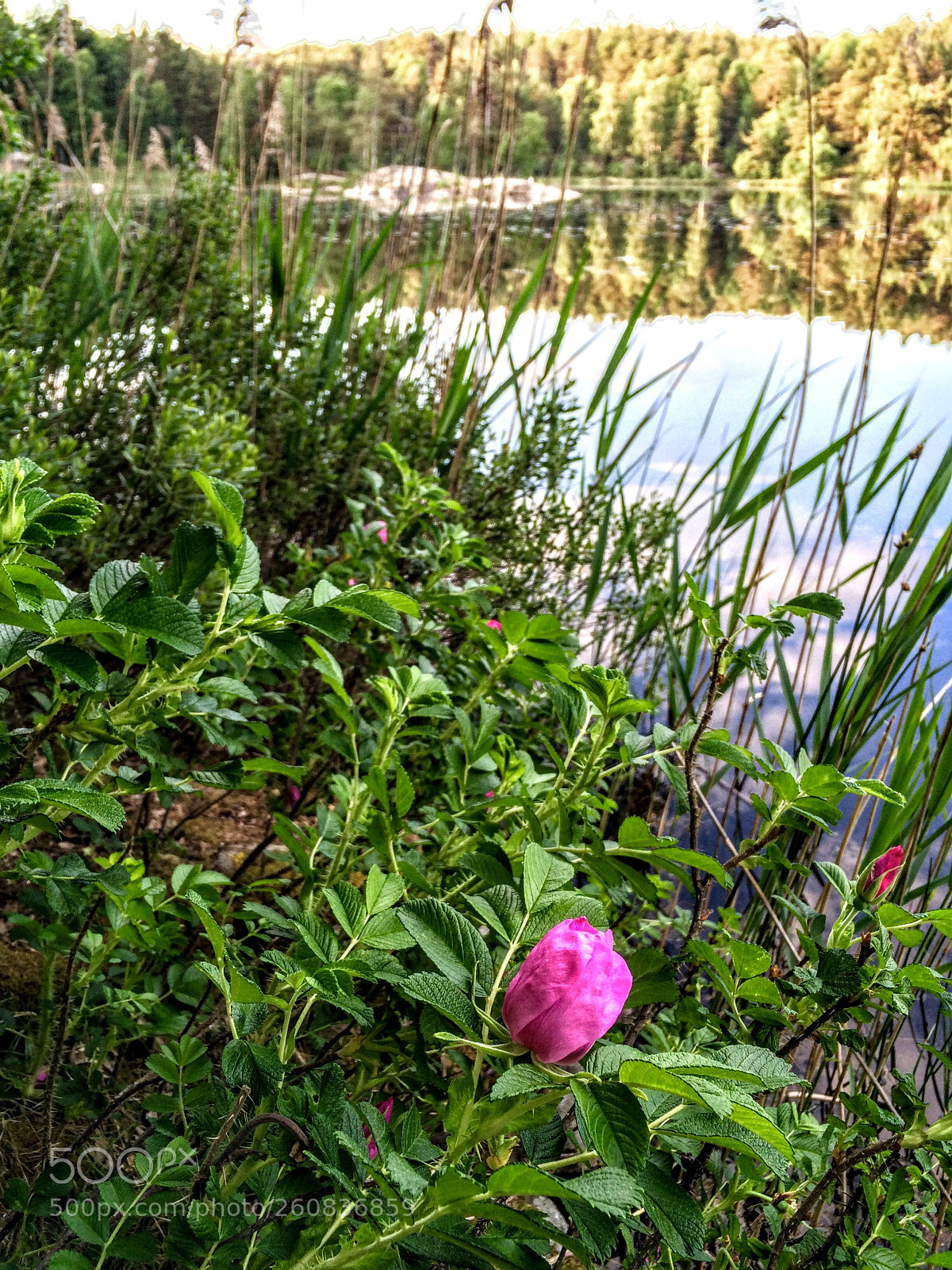 Apple iPhone 5s sample photo. Mid summer in swedish photography