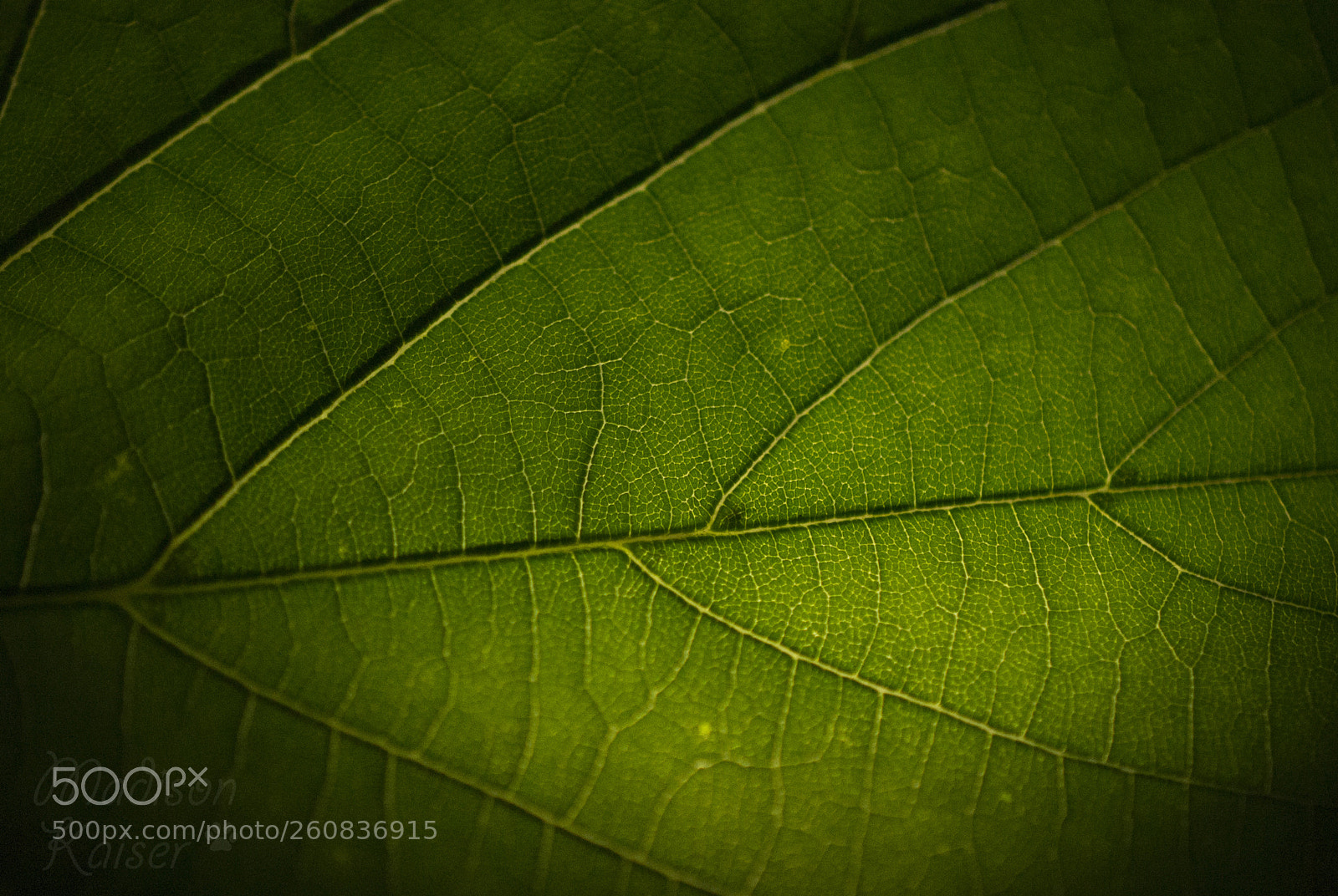 Nikon D3100 sample photo. Cells photography