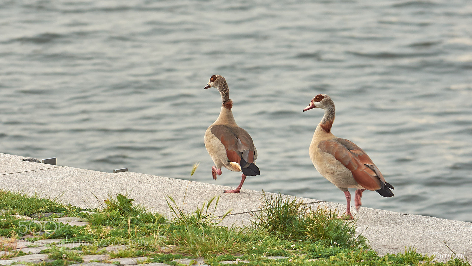 Nikon D7200 sample photo. Alopochen aegyptiaca photography