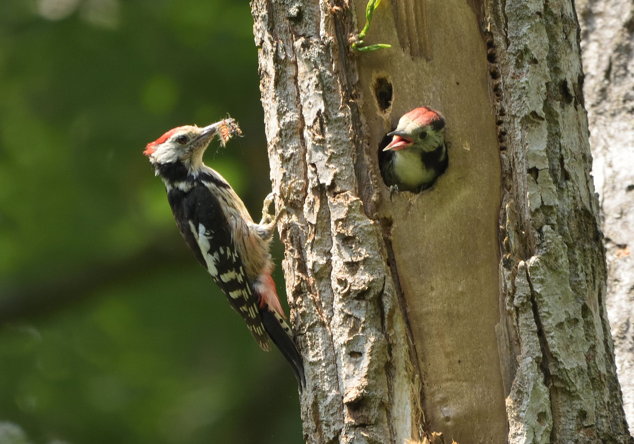 Nikon D750 + Sigma 150-600mm F5-6.3 DG OS HSM | C sample photo. Feeding middle spotted woodpecker (dendrocopos medius) photography