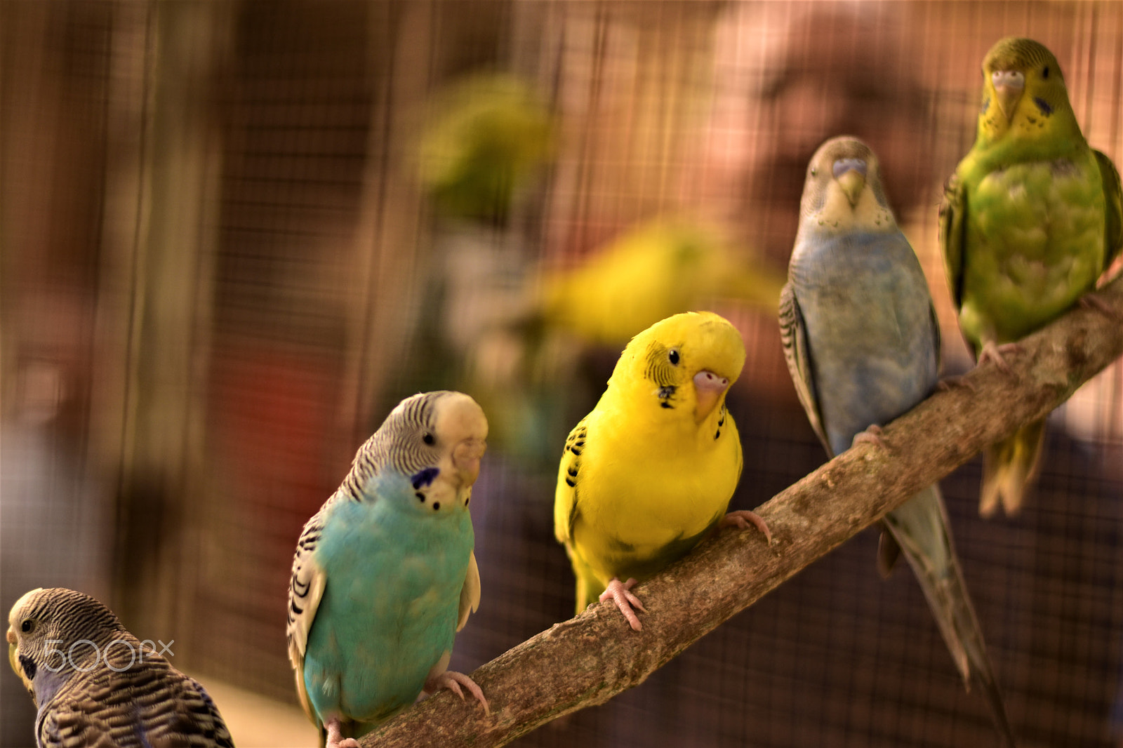 Nikon D5500 + Nikon AF-S Nikkor 50mm F1.8G sample photo. Love birds photography