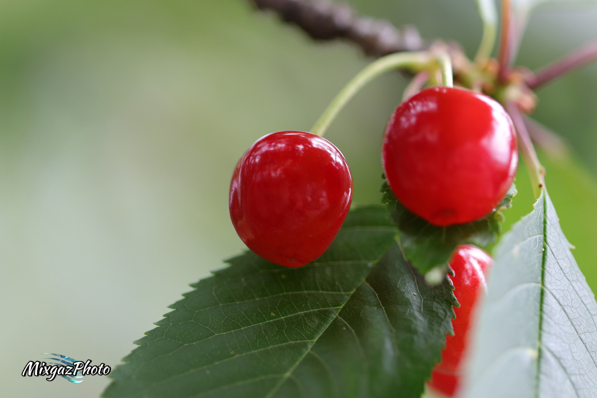 Canon EOS 800D (EOS Rebel T7i / EOS Kiss X9i) sample photo. Ciliegia photography