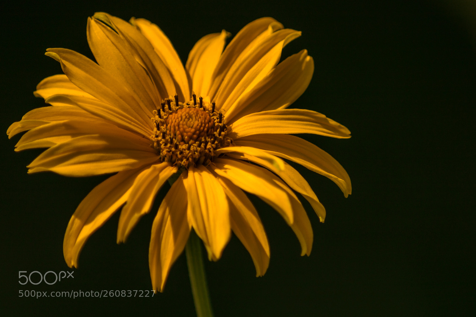 Canon EOS 750D (EOS Rebel T6i / EOS Kiss X8i) sample photo. Yellow flower photography