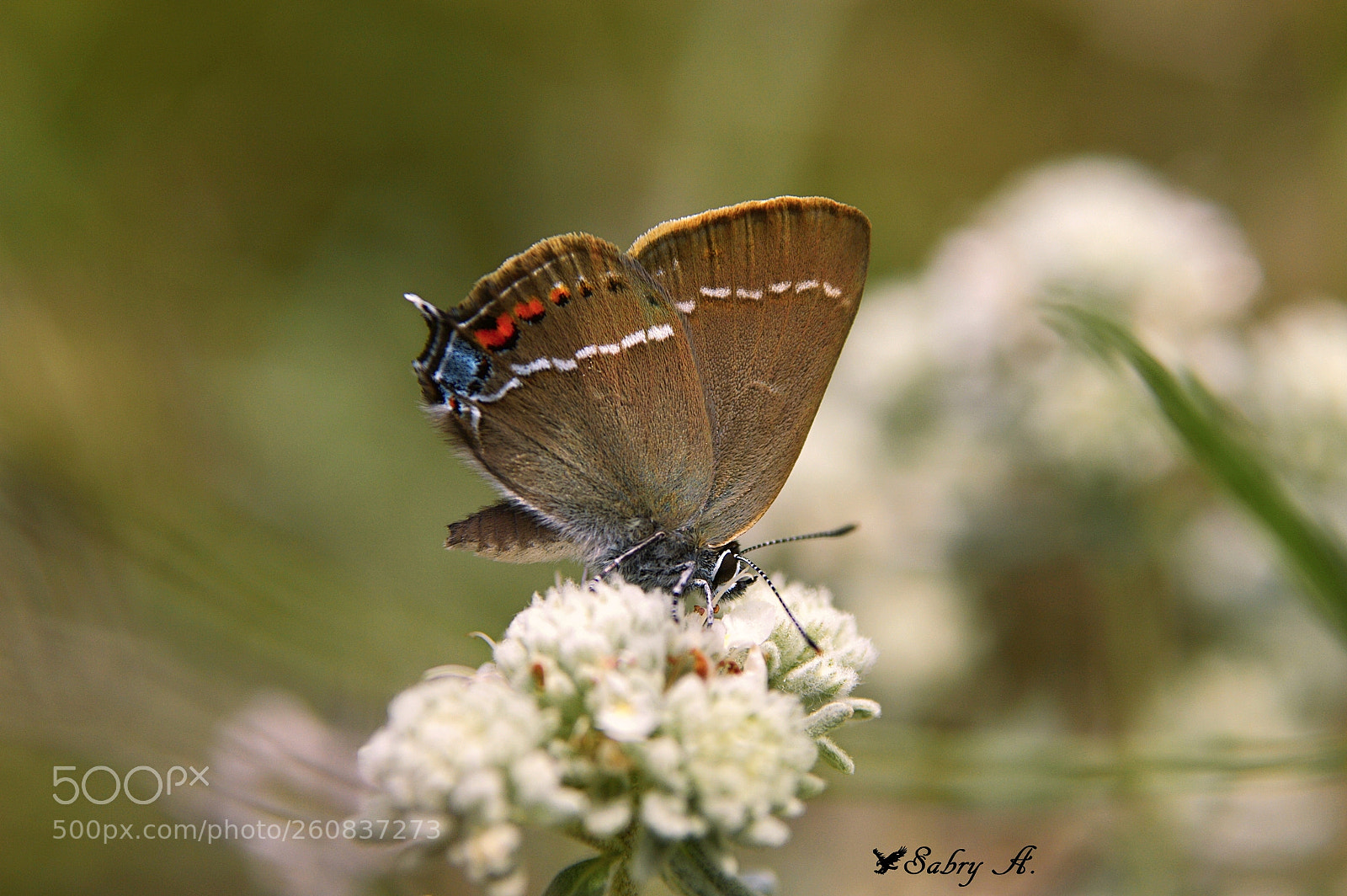 Nikon D3200 sample photo. Satyrium spini photography