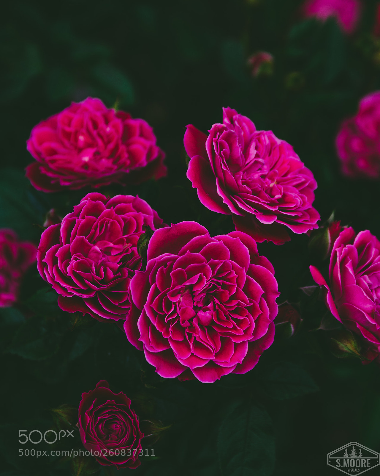 Nikon D7200 sample photo. Roses are... photography