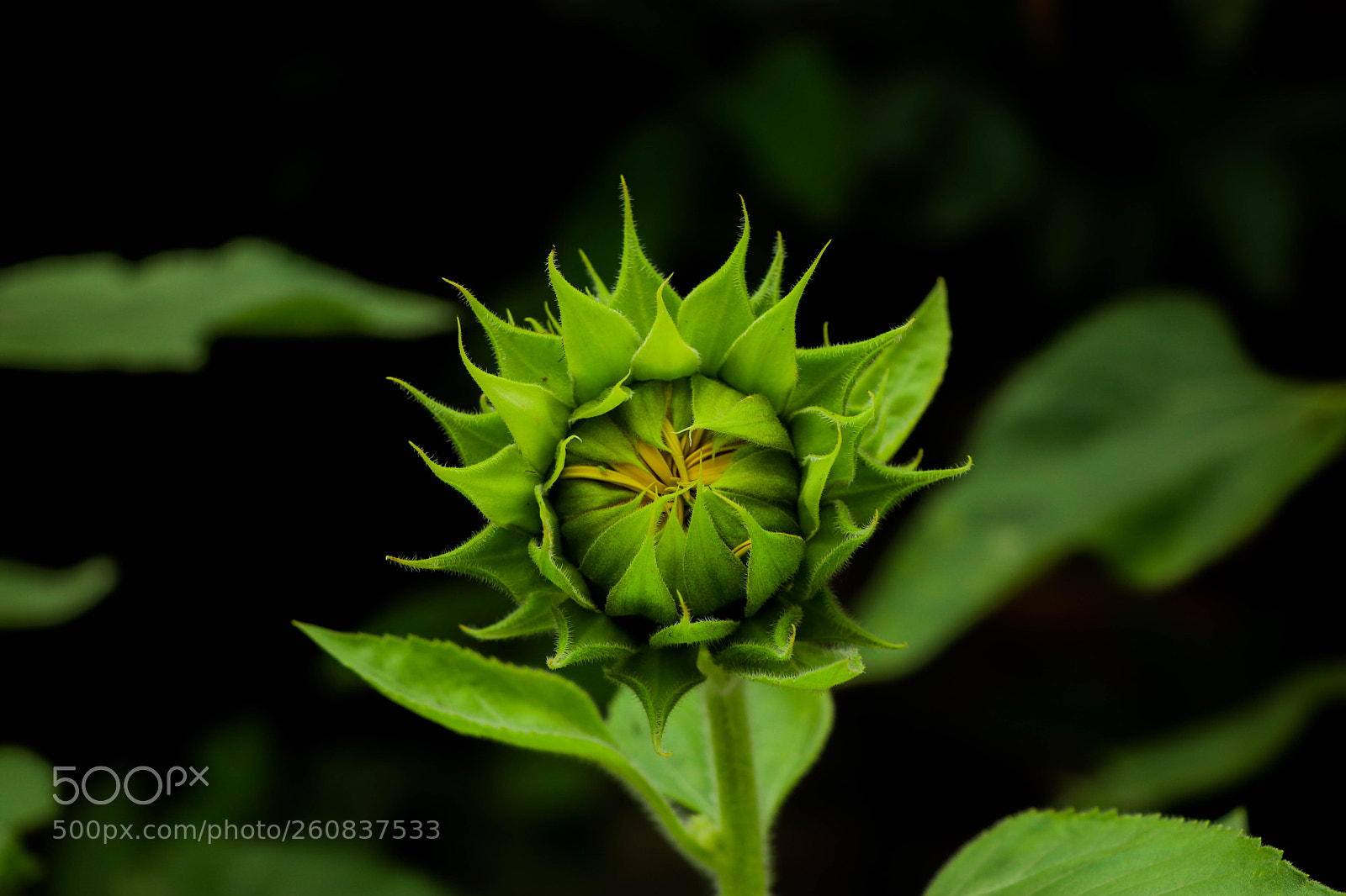 Canon EOS 80D sample photo. Ready to blossom photography