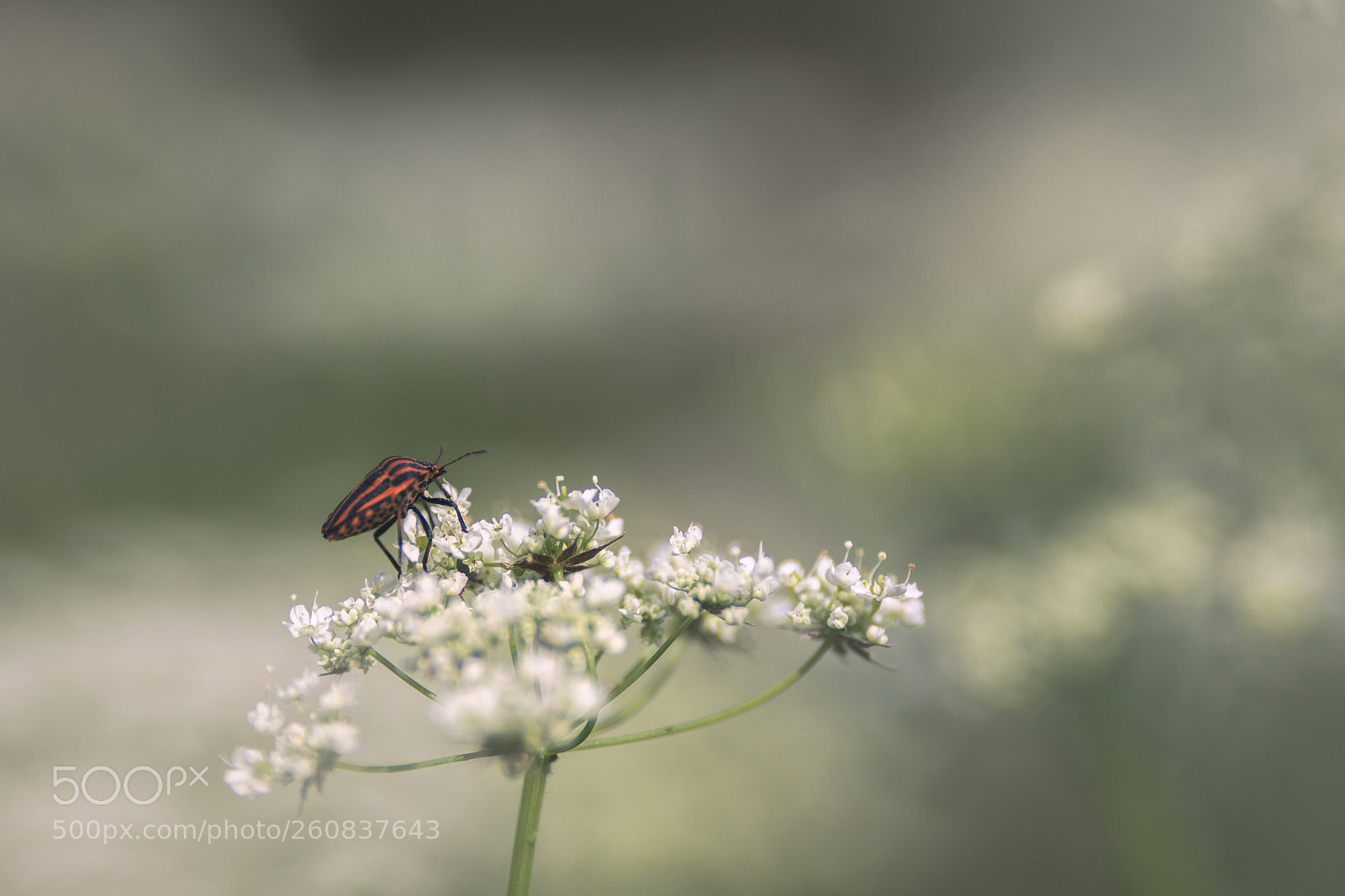 Nikon D7200 sample photo. Punaise arlequin photography
