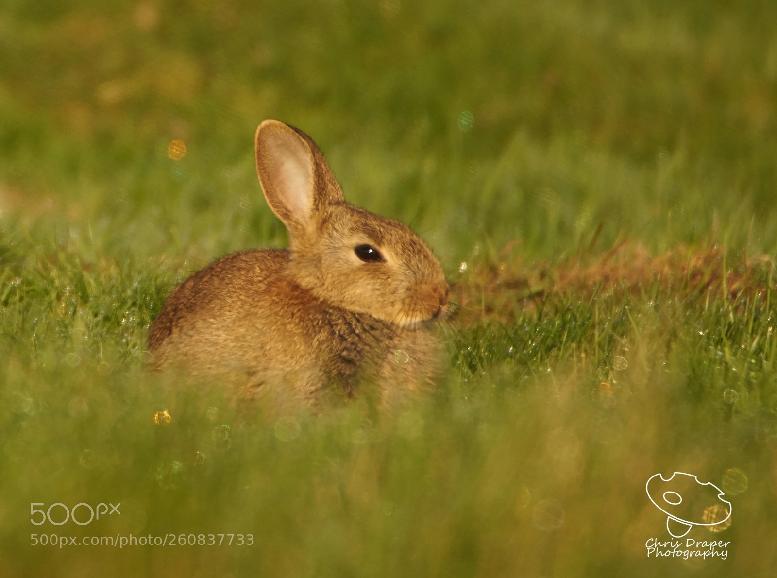 Sony ILCA-77M2 sample photo. Baby rabbit photography