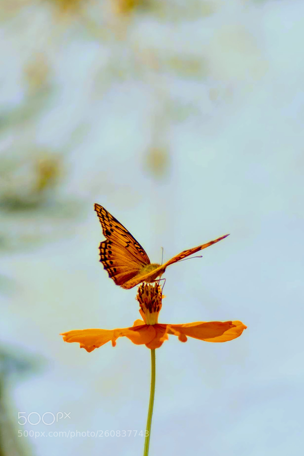 Nikon D7100 sample photo. Perfect equilibrium photography