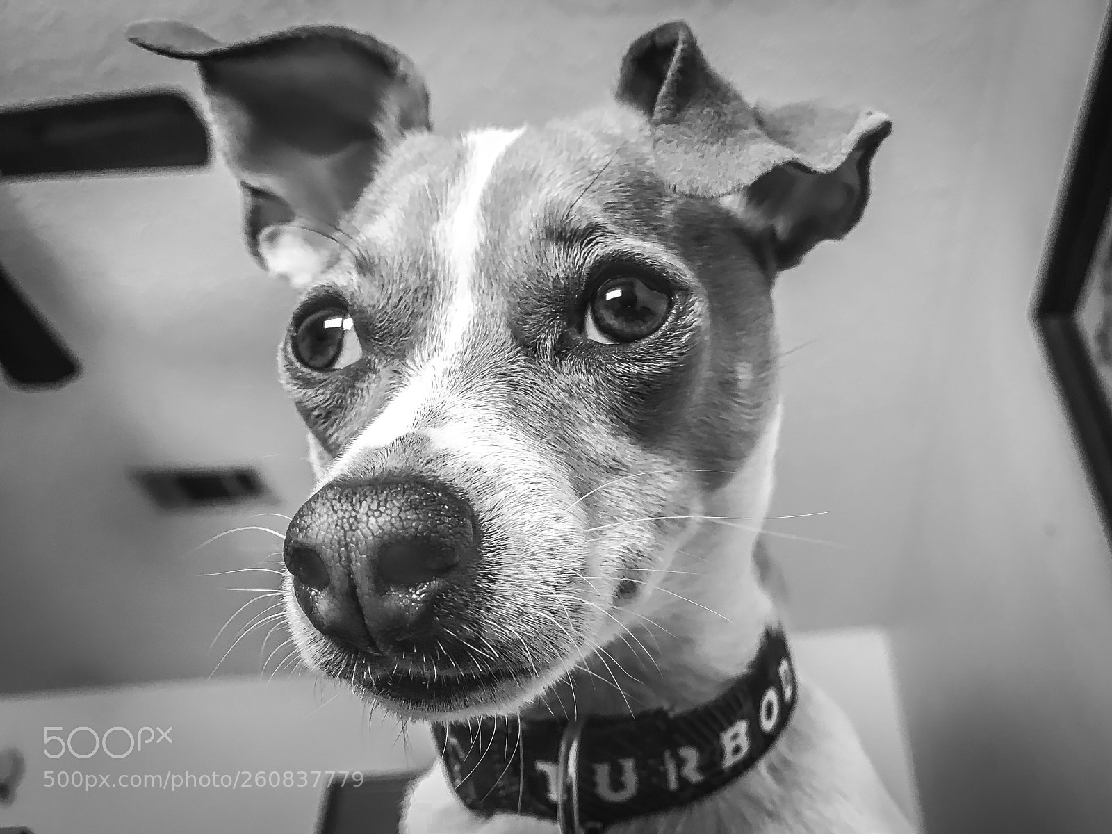Apple iPhone 7 Plus sample photo. Turbodog black & white photography
