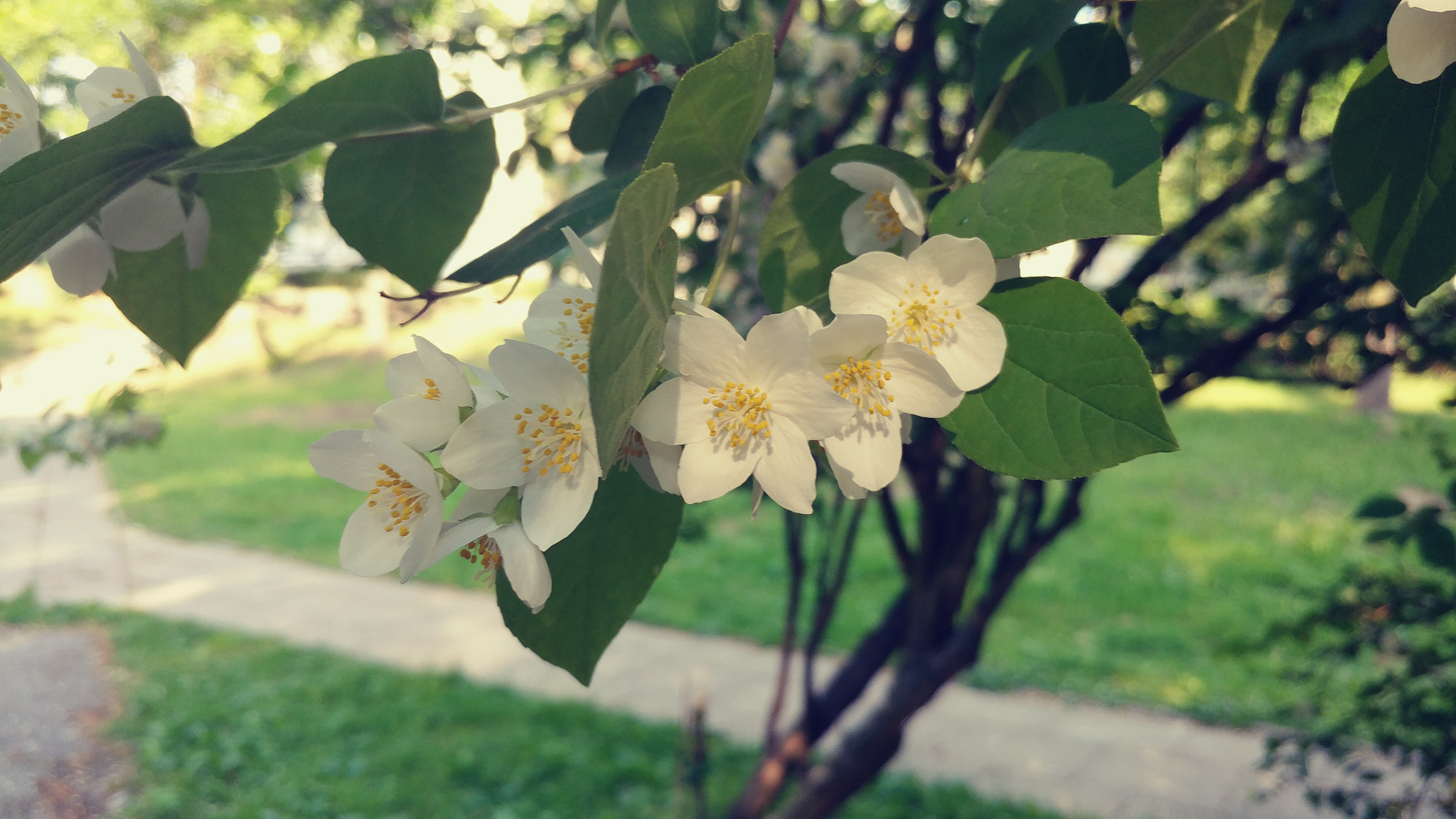 LG V20 sample photo