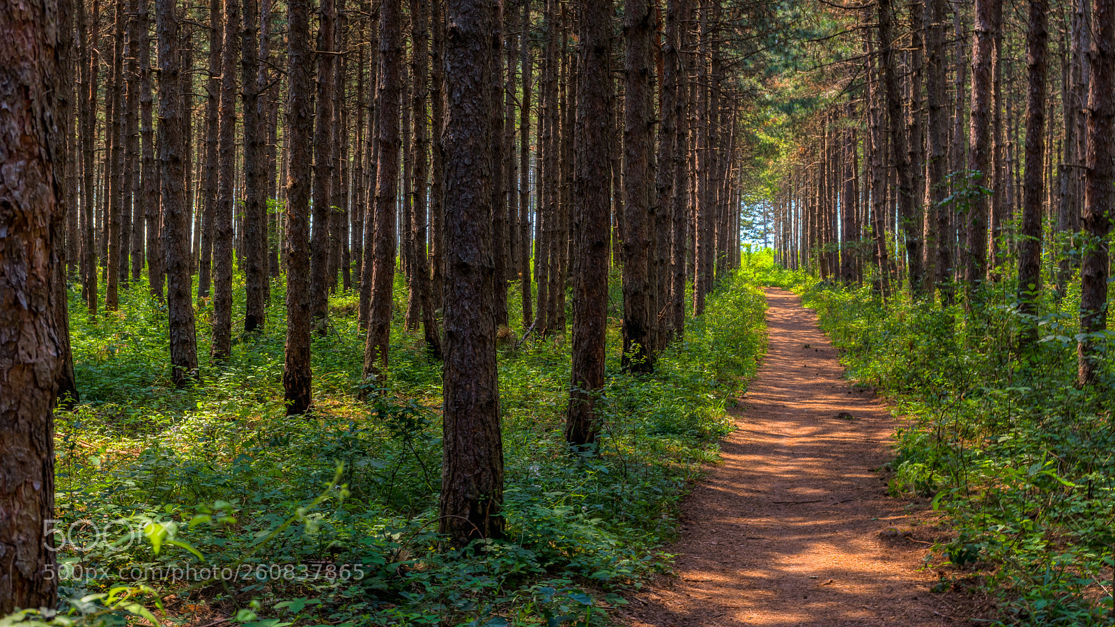Nikon D7200 sample photo. Path in the woods photography