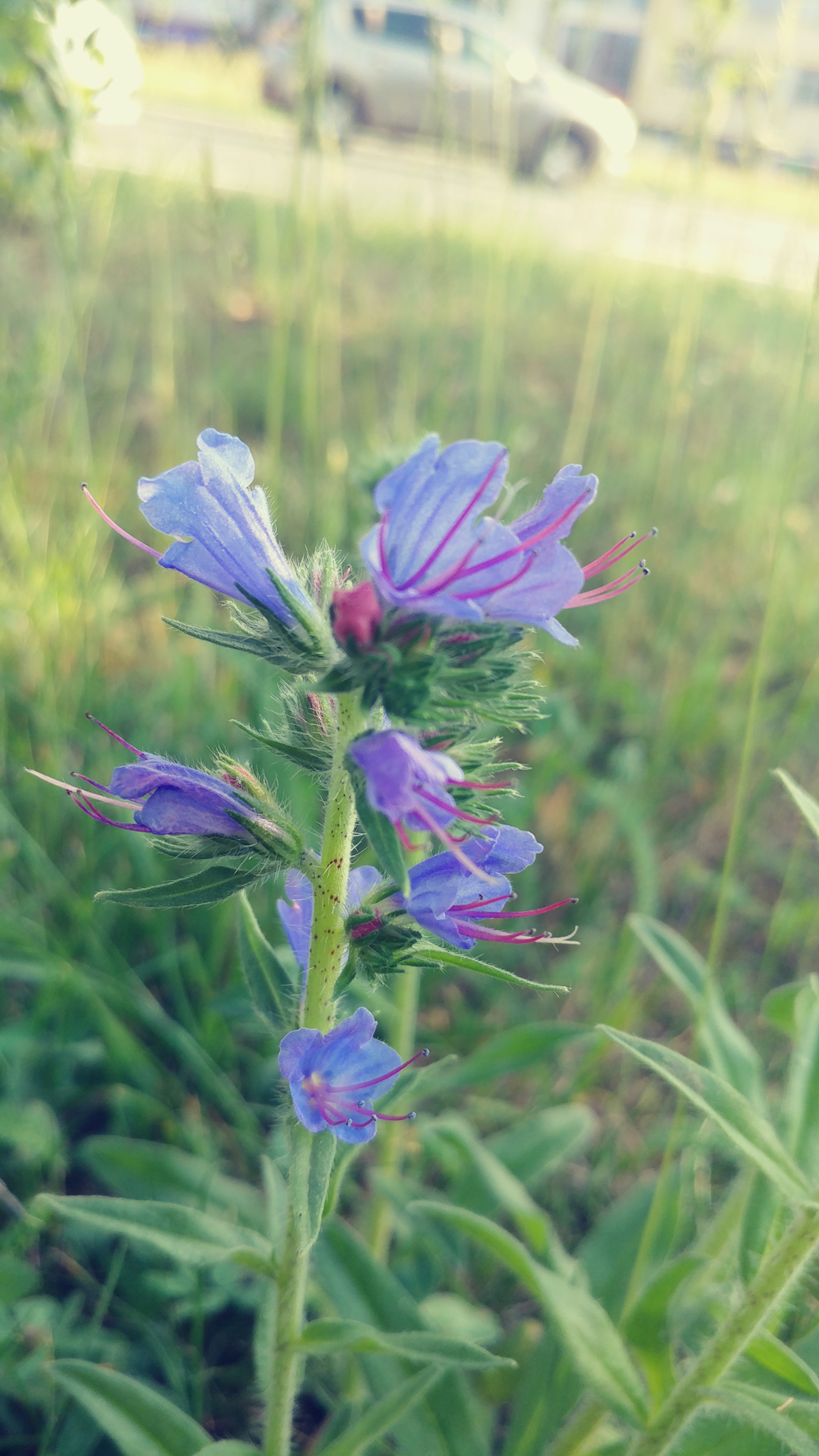 LG V20 sample photo