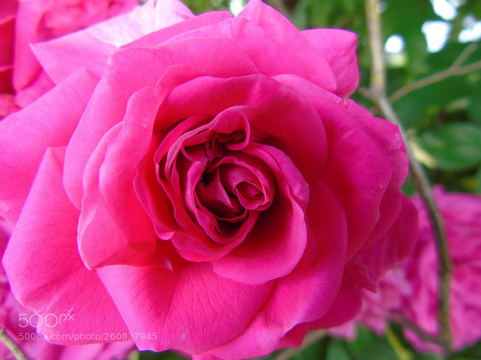 Sony Cyber-shot DSC-H400 sample photo. Untitled photography