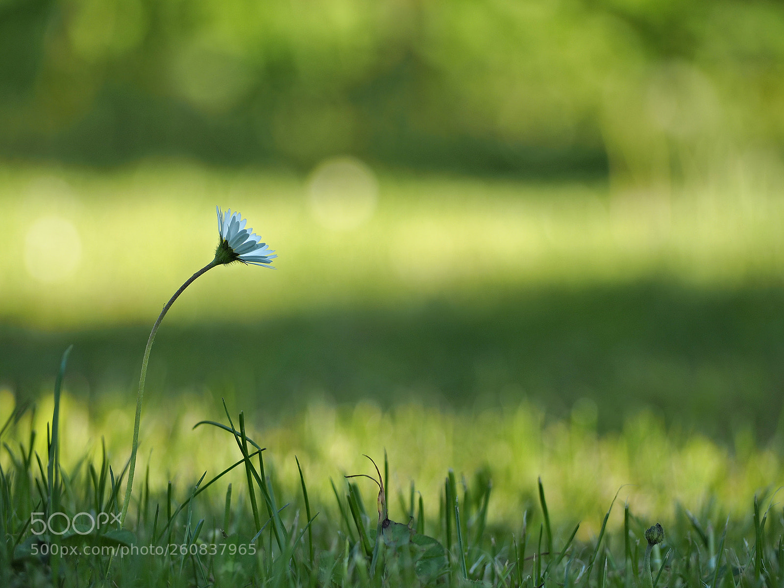 Olympus OM-D E-M10 sample photo. Lonely photography
