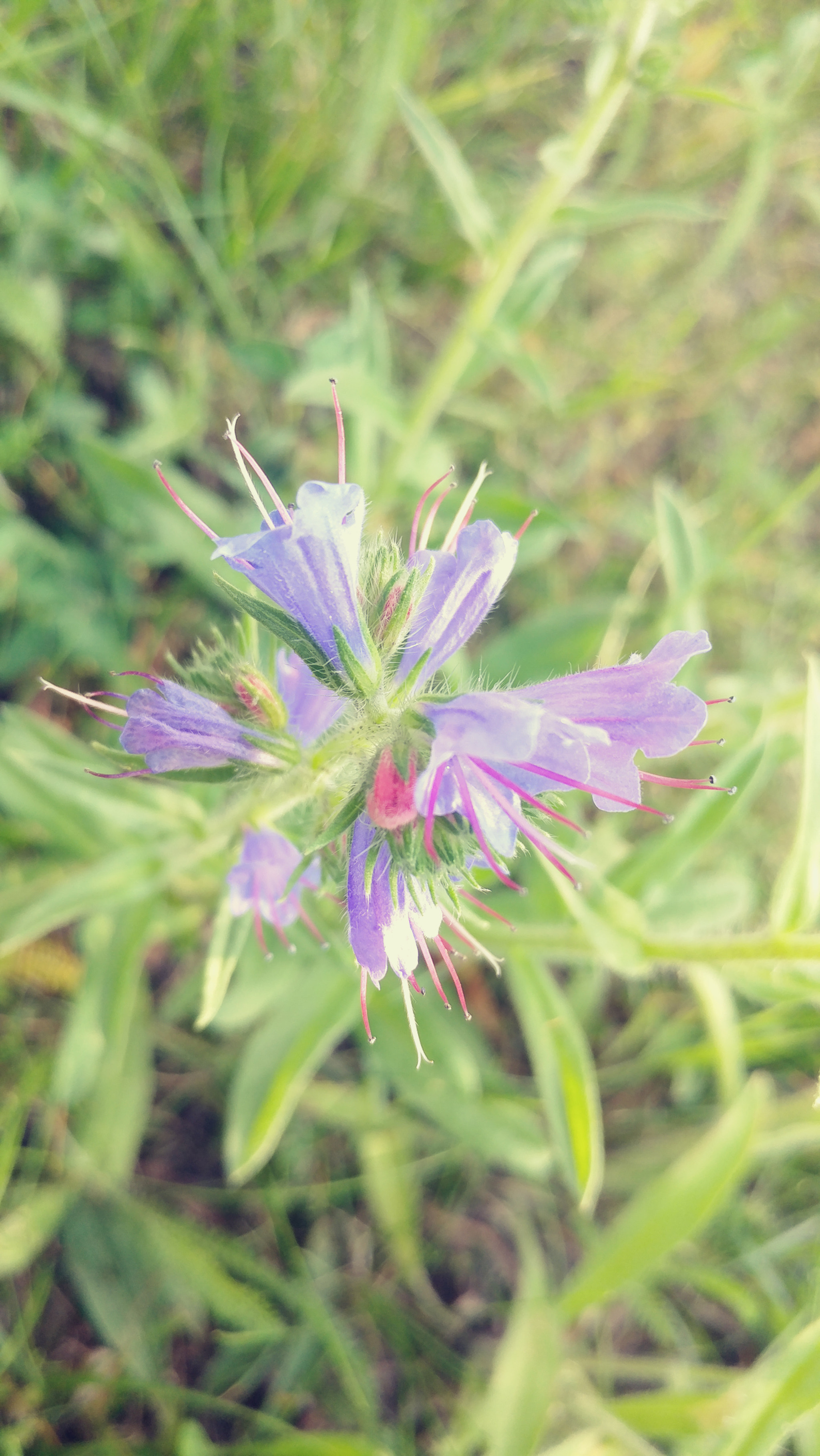 LG V20 sample photo