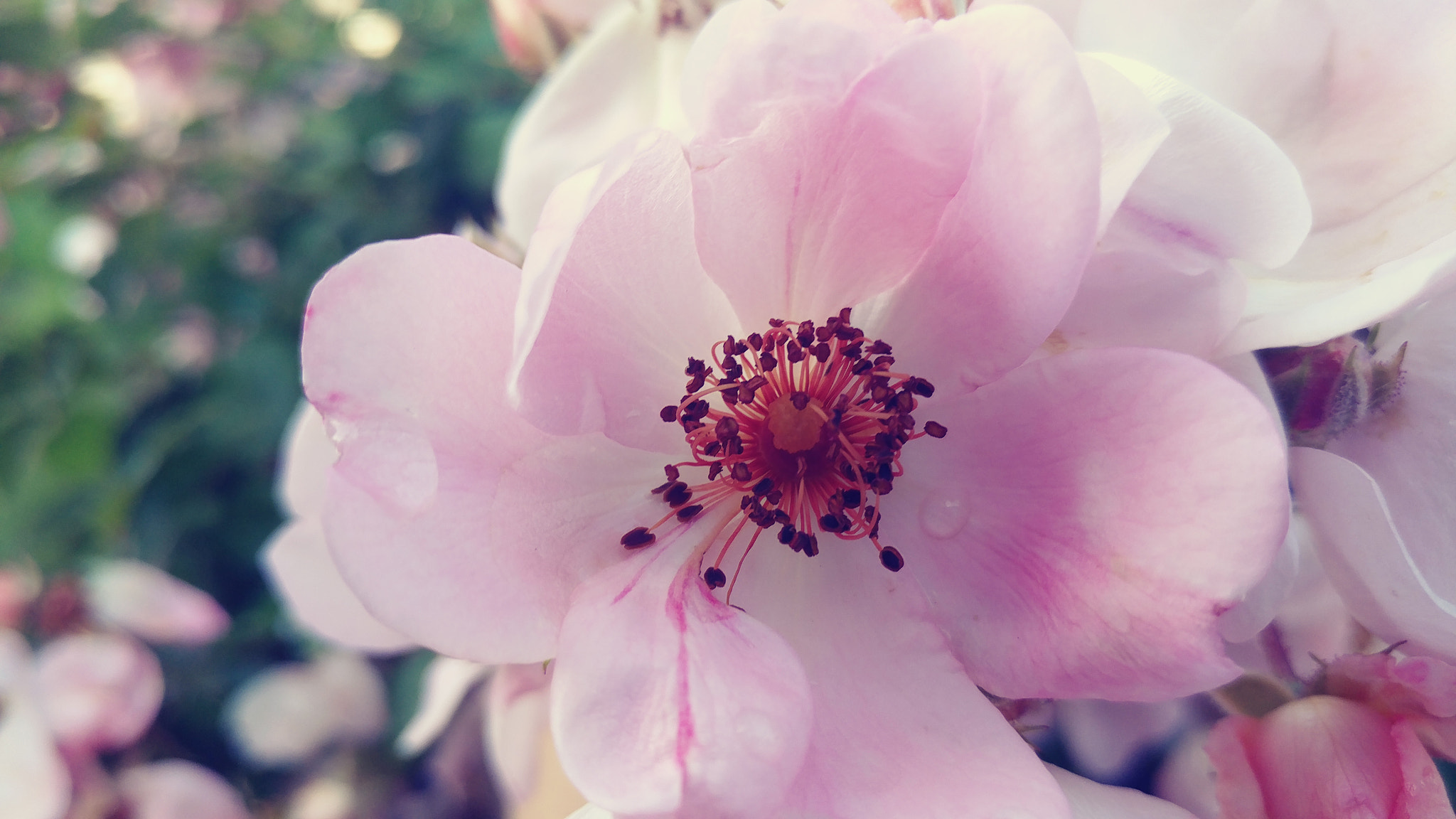 LG V20 sample photo