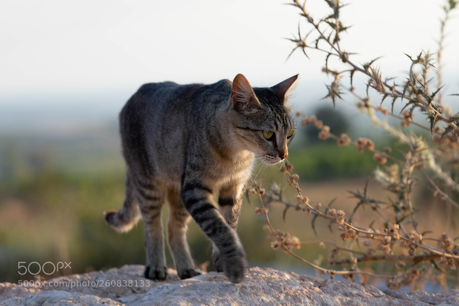 Canon EOS 5D Mark IV sample photo. Wild cat photography