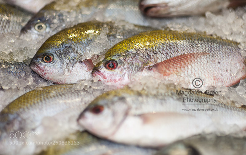 Nikon D700 sample photo. Justifiably unhappy fish photography