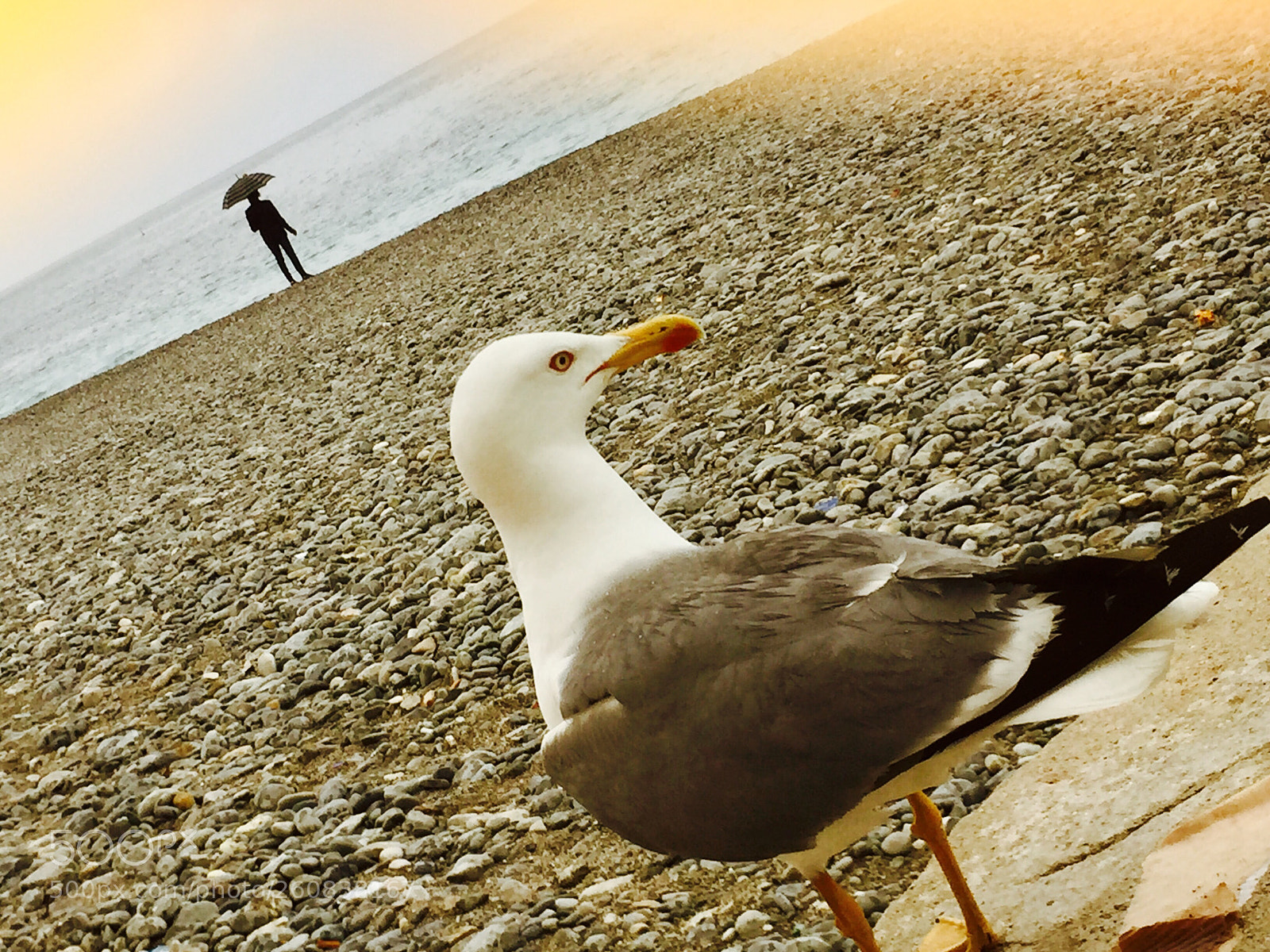 Apple iPhone 6 sample photo. Untitled photography