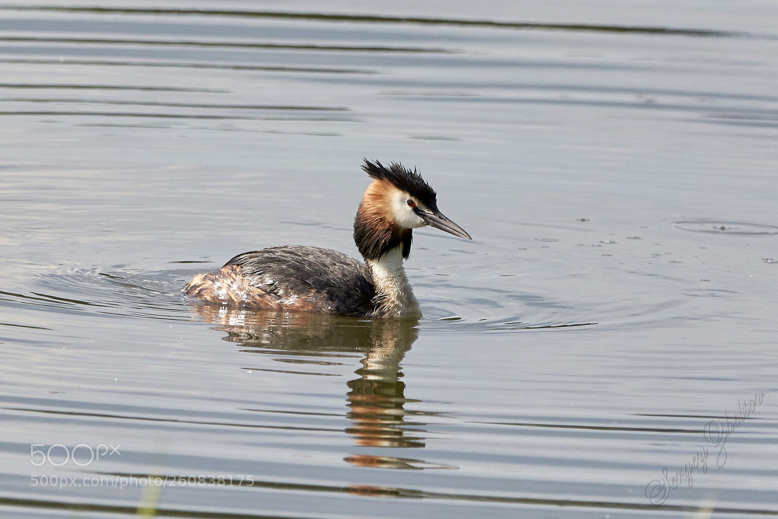 Nikon D7100 sample photo. Great crested grebe photography