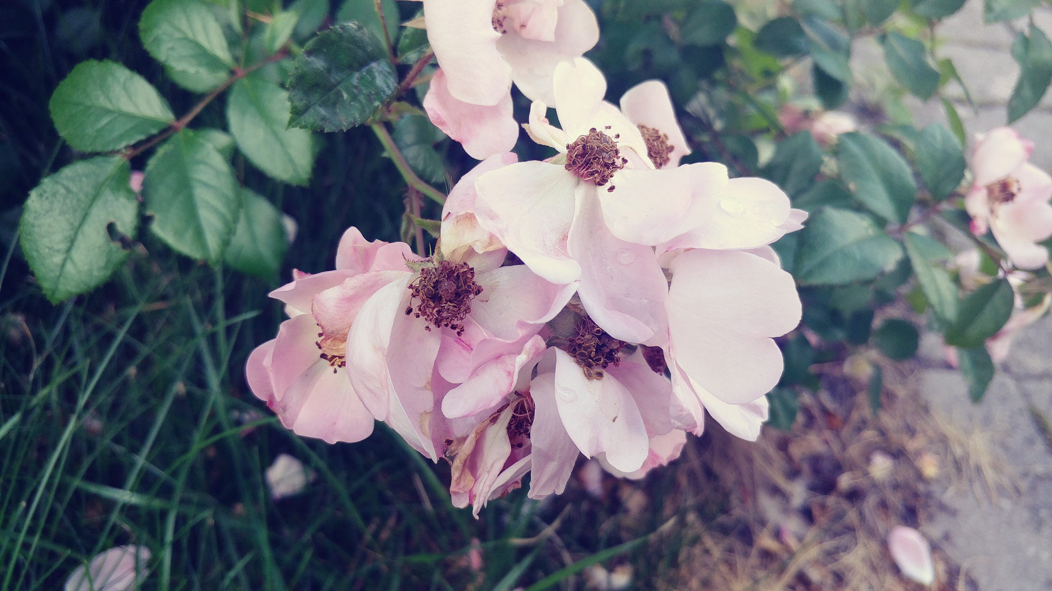 LG V20 sample photo